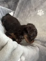 Carter, a male Yorkshire Terrier for sale in Henderson, NV – Photo 4 of 9