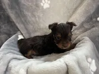 Carter, a male Yorkshire Terrier for sale in Henderson, NV – Photo 6 of 9