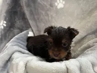 Carter, a male Yorkshire Terrier for sale in Henderson, NV – Photo 2 of 9