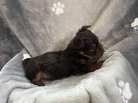 Carter, a male Yorkshire Terrier for sale in Henderson, NV – Photo 5 of 9