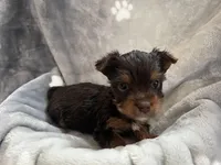 Carter, a male Yorkshire Terrier for sale in Henderson, NV – Photo 3 of 9