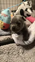 Greyson , a male French Bulldog for sale in San Diego, CA – 6 of 10
