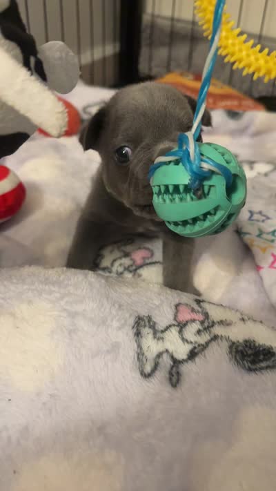 Munchies , a male French Bulldog for sale in San Diego, CA – 8 of 10