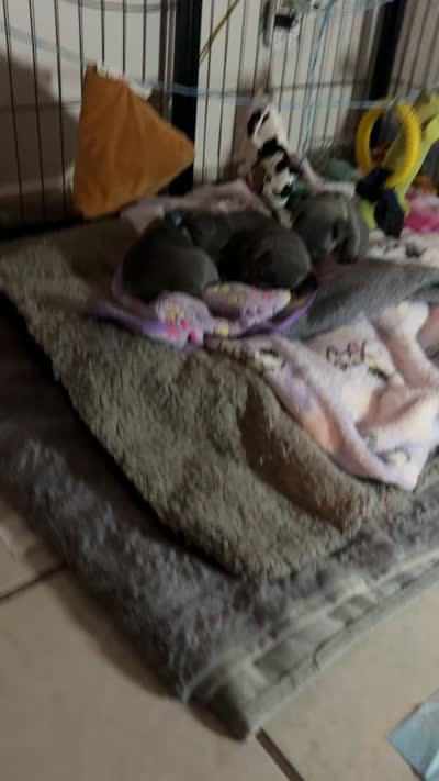 Greyson , a male French Bulldog for sale in San Diego, CA – 9 of 10