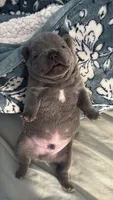 Munchies , a male French Bulldog for sale in San Diego, CA – 7 of 10