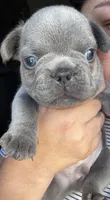 Munchies , a male French Bulldog for sale in San Diego, CA – 2 of 10