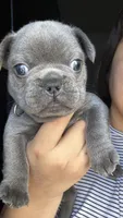 Greyson , a male French Bulldog for sale in San Diego, CA – 2 of 10
