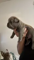 Munchies , a male French Bulldog for sale in San Diego, CA – 5 of 10