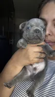 Munchies , a male French Bulldog for sale in San Diego, CA – 4 of 10