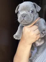 Greyson , a male French Bulldog for sale in San Diego, CA – 3 of 10