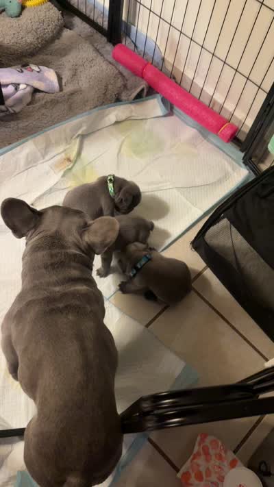 Greyson , a male French Bulldog for sale in San Diego, CA – 10 of 10