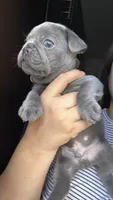 Greyson , a male French Bulldog for sale in San Diego, CA – 1 of 10