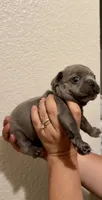 Greyson , a male French Bulldog for sale in San Diego, CA – 5 of 10