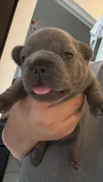 Greyson , a male French Bulldog for sale in San Diego, CA – 7 of 10