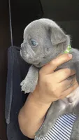 Munchies , a male French Bulldog for sale in San Diego, CA – 3 of 10