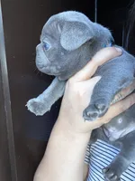 Greyson , a male French Bulldog for sale in San Diego, CA – 4 of 10