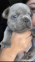 Munchies , a male French Bulldog for sale in San Diego, CA – 1 of 10