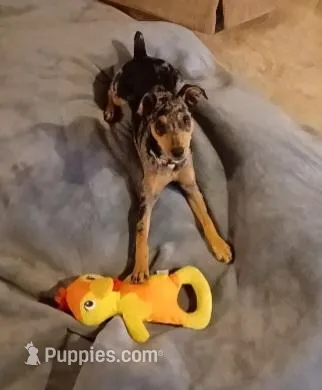 Willow – Miniature Pinscher puppy for sale in Canon City, CO