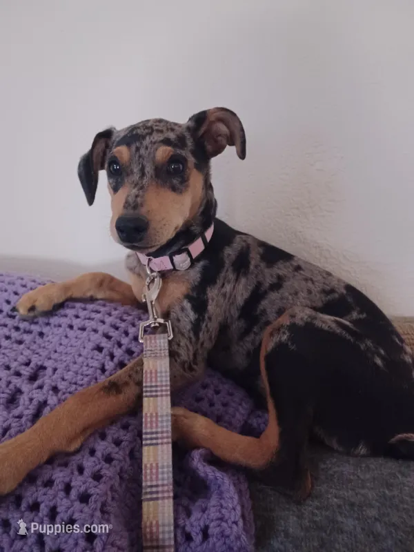 Willow – Miniature Pinscher puppy for sale in Canon City, CO