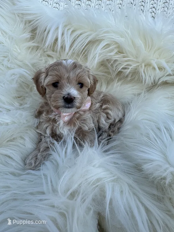 Delilah  – Maltipoo puppy for sale in New Port Richey, FL
