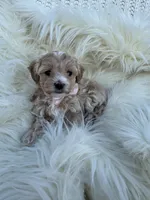 Delilah , a female Maltipoo for sale in New Port Richey, FL – 1 of 1