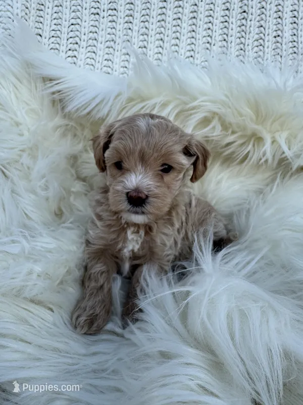Dolly – Maltipoo puppy for sale in New Port Richey, FL
