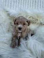 Dolly, a female Maltipoo for sale in New Port Richey, FL – 1 of 1