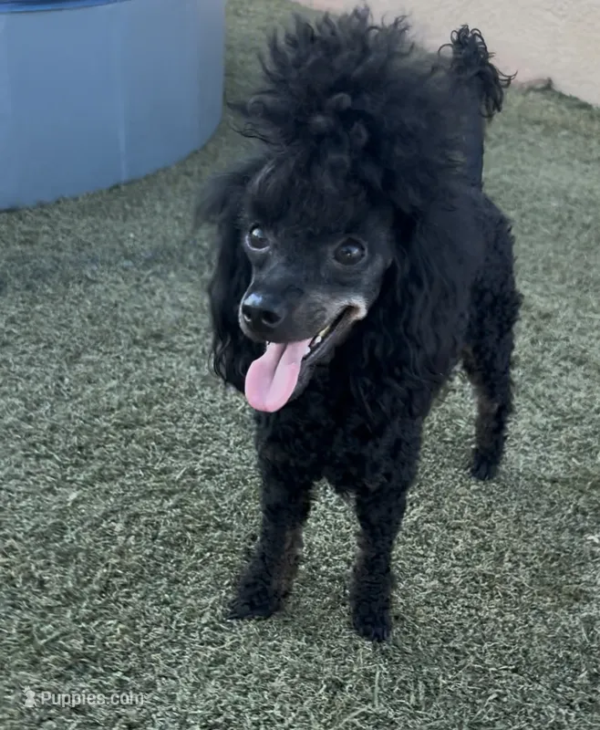 Mia – Poodle - Toy  puppy for sale in New Port Richey, FL