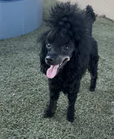 Mia, a female Poodle - Toy  for sale in New Port Richey, FL – 1 of 1