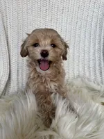 Dolly, a female Maltipoo for sale in New Port Richey, FL – 1 of 2