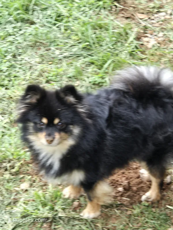 Dixie – Pomeranian puppy for sale in Cana, VA