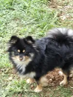 Dixie, a female Pomeranian for sale in Cana, VA – 1 of 2