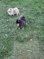 Roxy, a female Pomeranian for sale in Mount Airy, NC – 3 of 4