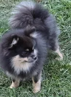 Roxy, a female Pomeranian for sale in Mount Airy, NC – 2 of 4