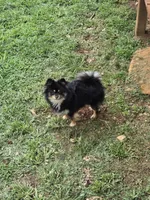 Dixie, a female Pomeranian for sale in Cana, VA – 2 of 2