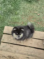 Roxy, a female Pomeranian for sale in Mount Airy, NC – 4 of 4