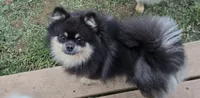 Roxy, a female Pomeranian for sale in Mount Airy, NC – 1 of 4