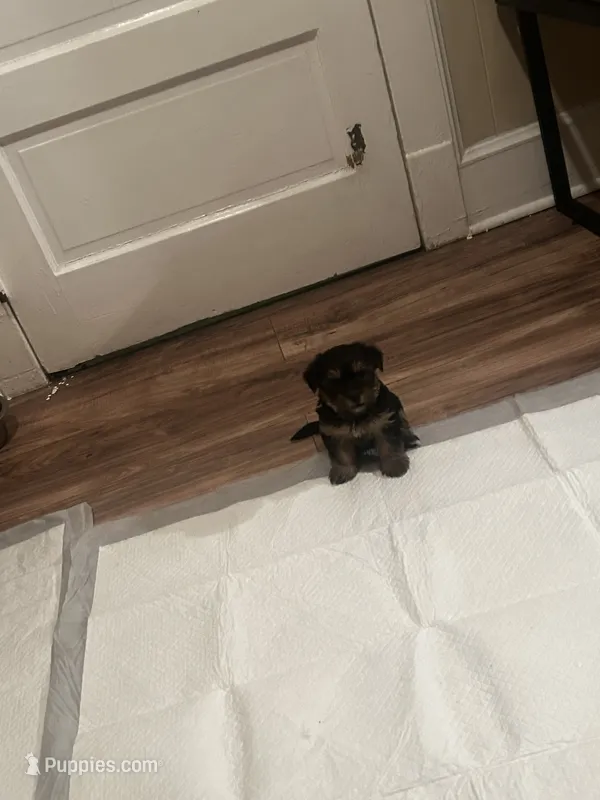 Yorkie Puppies (did not name yet) – Yorkshire Terrier puppy for sale in Somerset, NJ