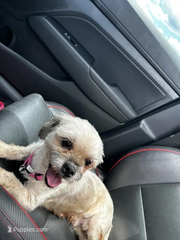Bella – Shih Tzu, Yorkshire Terrier puppy for sale in Somerset, NJ
