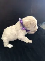 processed/0d8aa12f-2678-48a7-bf89-9b42102658a7/listing/d9bfa2a4-90cd-4b7e-a5a9-8b0839419887/79fc3327-e269-4849-a02a-6f0c812c431a