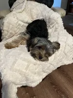 Comet, a male Yorkshire Terrier for sale in East Bridgewater, MA – 4 of 4