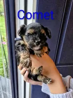 Comet, a male Yorkshire Terrier for sale in East Bridgewater, MA – 2 of 4