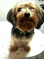 Princess Sweet Pea, a female Yorkshire Terrier for sale in East Bridgewater, MA – 2 of 2