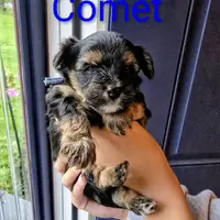 Comet, a male Yorkshire Terrier and Biewer for sale in East Bridgewater, MA – Photo 2 of 4