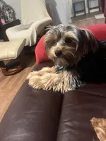 Comet, a male Yorkshire Terrier for sale in East Bridgewater, MA – 1 of 4