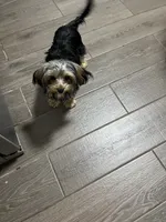 Comet, a male Yorkshire Terrier for sale in East Bridgewater, MA – 3 of 4