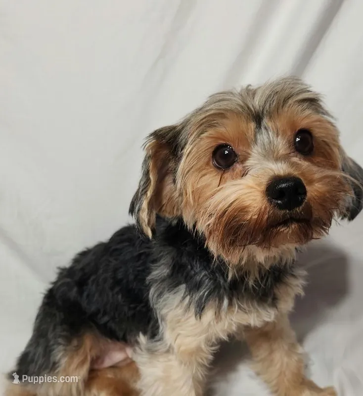 Princess Sweet Pea – Yorkshire Terrier puppy for sale in East Bridgewater, MA