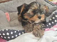 Cosmo, a male Yorkshire Terrier for sale in East Bridgewater, MA – 5 of 6