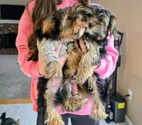 Cosmo, a male Yorkshire Terrier for sale in East Bridgewater, MA – 6 of 6