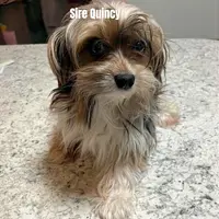 Cosmo, a male Yorkshire Terrier and Biewer for sale in East Bridgewater, MA – Photo 4 of 4